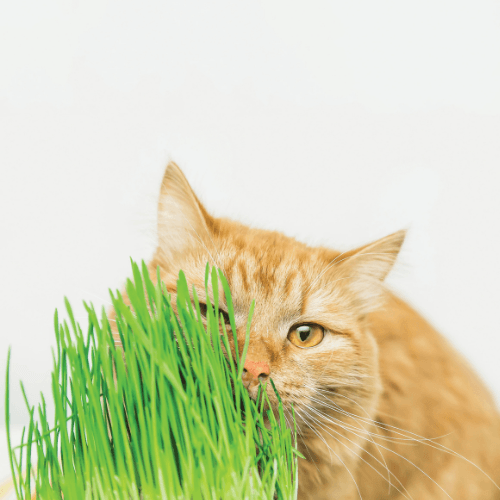 M-PETS GROW mačja trava – 70 g
